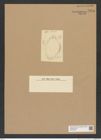 Diatomeae indet. Zeichnungen Sammlung Grunow Nr. 7804 (NHMW-BOT-W0377043)